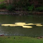 Floating Golden (F)oil. Artists: Tanya Atanasova & Thomas van Walle