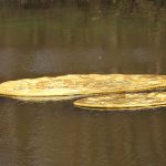 Floating Golden (F)oil. Artists: Tanya Atanasova & Thomas van Walle