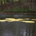 Floating Golden (F)oil. Artists: Tanya Atanasova & Thomas van Walle
