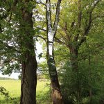 LandArt installation, Gesves, Belgium, 2016. Artist Tanya Atanasova