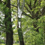 LandArt installation, Gesves, Belgium, 2016. Artist Tanya Atanasova