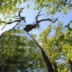 LandArt installation, Gesves, Belgium, 2016. Artist Tanya Atanasova