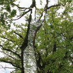LandArt installation, Gesves, Belgium, 2016. Artist Tanya Atanasova